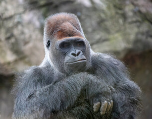 Smile of condescension from huge dominant male gorilla with an ironic look.