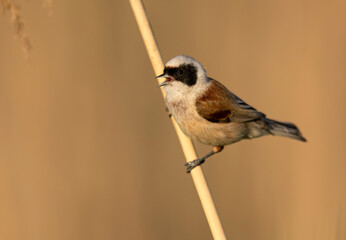 Penduline tit ( Remiz pendulinus ) - male