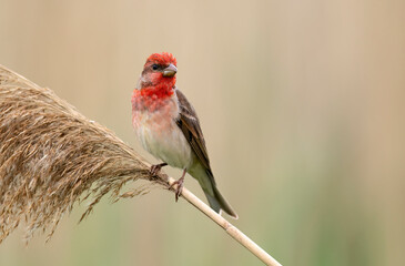 Common rosefinch ( carpodacus erythrinus ) male