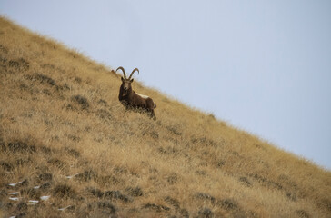 Wild ibex or mountain goat stands on grassy slope.