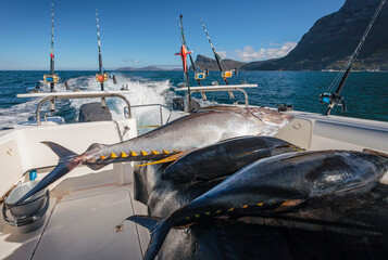 Wild fresh tuna lies on the deck of the yacht after sea fishing.