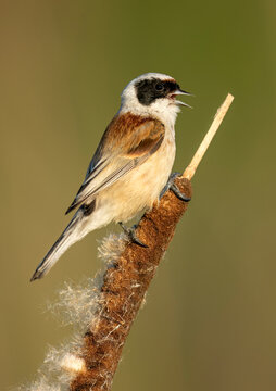 Penduline tit ( Remiz pendulinus ) - male