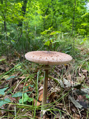 mushroom in the forest