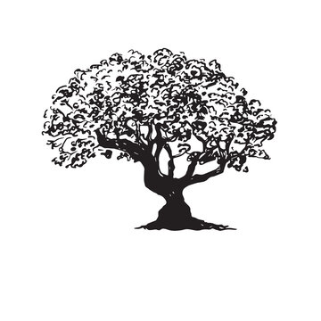 tree with roots. Bonsai drawing by hand. Drawing of a small Japanese tree in a vase. Bonsai on a white background, vector.