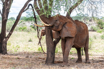Fototapeta premium Elephants in Tarangire National Park Tanzania