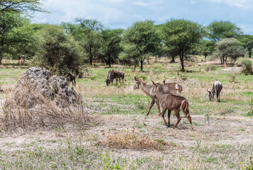 Naklejka na ściany i meble Antelopes in Tarangire National Park Tanzania