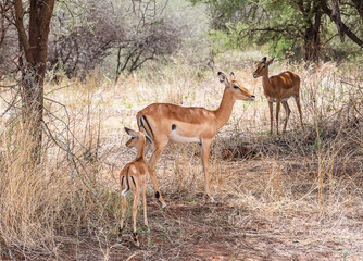 Impalas in Tarangire National Park Tanzania