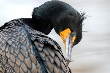 A Double-crested Cormorant preening its feathers at very close range.