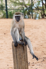 Monkeys in Tarangire National Park Tanzania