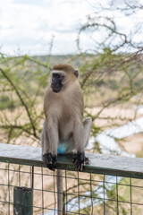 Monkeys in Tarangire National Park Tanzania