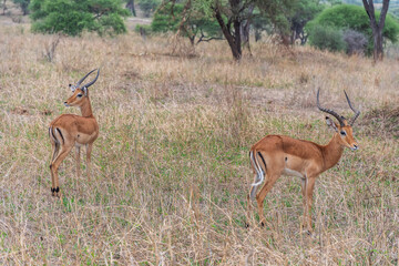 Impalas in Tarangire National Park Tanzania