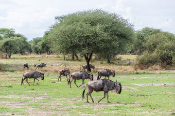 Naklejka na ściany i meble Antelopes in Tarangire National Park Tanzania