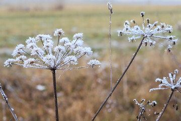 Frosted wild plants in the forest