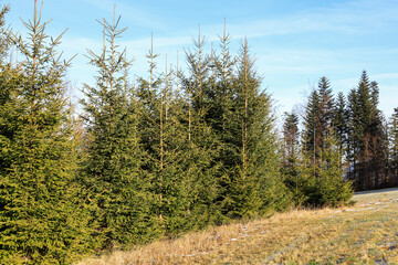 A forest with coniferous trees.