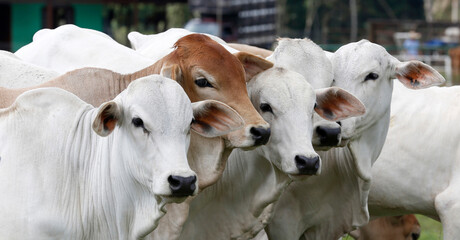 Cattle in the pasture on countryside of Brazil