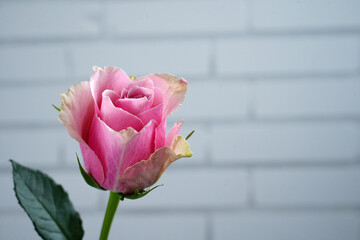 Pink rose on the background of a white brick wall with free space for an inscription.