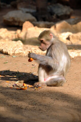 Monkey Baboon Hamadryas while eating.