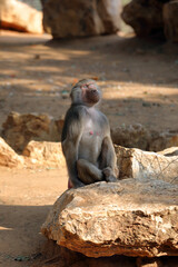 Monkey Baboon Hamadryas sunbathing on a sunny day.