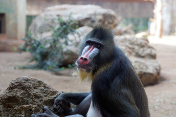 Portrait of a hamadryas baboon with a red nose.