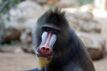 Portrait of a hamadryas baboon with a red nose.