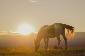 a horse grazes in a field in the rays of sunset, a sunny haze