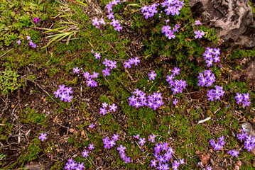 Obraz premium Textured background of purple flowers on vegetation