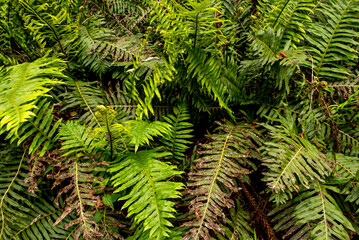 Fototapeta na wymiar Tropical plants texture background, ferns forest texture
