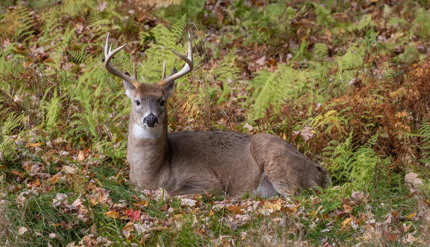 A camouflaged male white tailed deer is resting and laying down in its bedding. The stag has its ears turned back listening while it is looking straight ahead.  It has a nice set of antlers or rack.