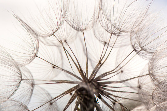 Monochrome Macro photography of dandelion.