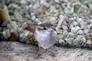 ave pardal (filhote) - passer domesticus