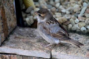 ave pardal (filhote) - passer domesticus