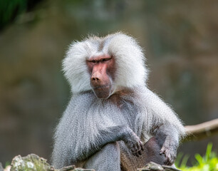 Baboon (Papio)