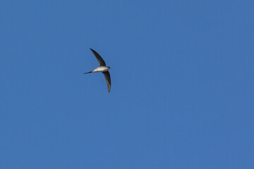 The flying of Fork-tailed Palm-Swift as know as Andorinha. Species achornis squamata. Swallow hunting insect. Birdwatching. Bird lover. Animal word.