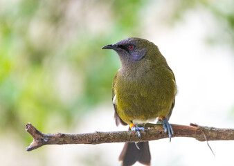 New Zealand bellbird (Anthornis melanura)