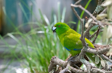 Green parrot