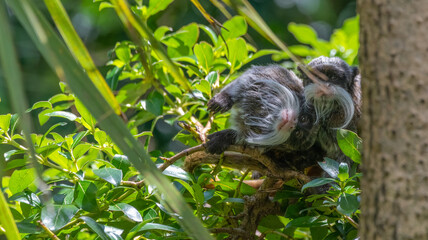 Emperor tamarin (Saguinus imperator)