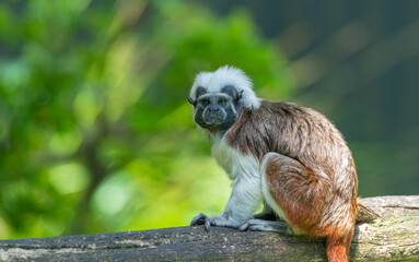 Cotton-top tamarin (Saguinus oedipus)