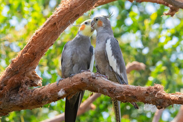 Cockatiel (Nymphicus hollandicus)