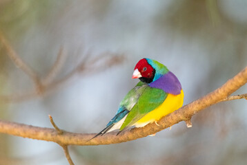 Gouldian finch (Erythrura gouldiae)