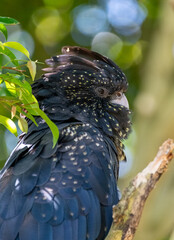 Red-tailed black cockatoo (Calyptorhynchus banksii)