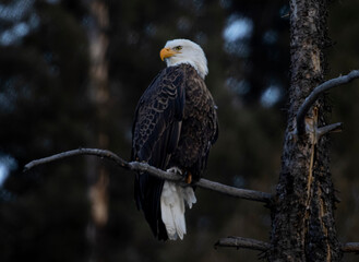 Bald Eagles at Eleven Mile Canyon