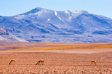 Chilean Andes