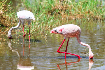 Lesser flamingoes