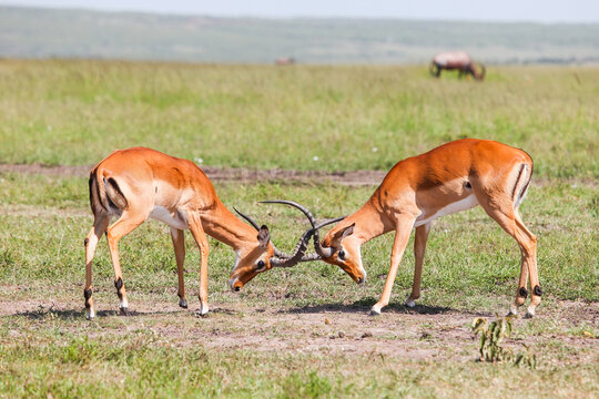 Fighting impalas