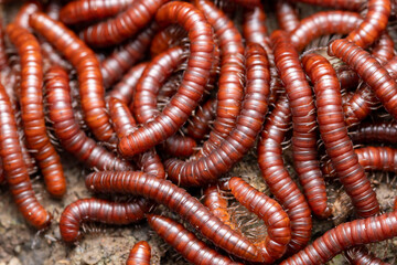 Dorsal view and closeup of common millipede (Trigoniulus corallinus)
