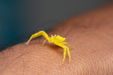Yellow crab spider crawling on hand