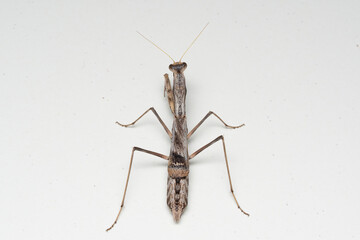 Body pattern of ground and bark mantis