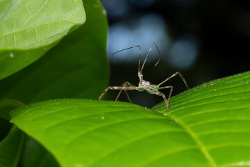 Assassin bug on a mango leaf (Rhynocoris iracundus), Satara, Maharashtra, India