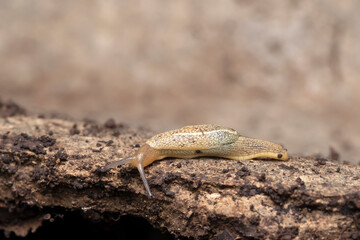 Lateral of Hedgehog slug (Arion intermedius), Satara, Maharashtra, India_1