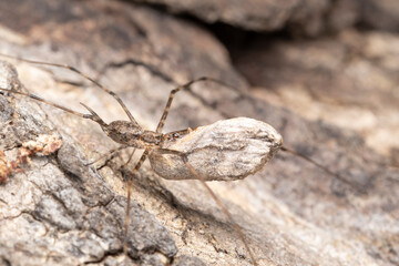 Two tailed spider (Hersilia savignyi) feeding on its kill